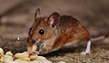 24 Hour & Emergency Exterminators in Cortaro, AZ